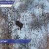 В Нижегородской области завершился сезон охоты на лося