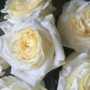 Белые розы и их оттенки: от снежной классики до кремовой нежности