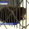 В Международный день медведя косолапые из нижегородского зоопарка «Лимпопо» вышли из спячки