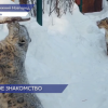 Снежные барсы Альба и Базель из нижегородского зоопарка «Лимпопо» приступили к попыткам познакомиться