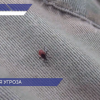 Почти 70 жителей Нижегородской области пострадали от укусов клещей с начала сезона