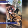 Двух лосят спасли у поселка Решетиха Володарского района Нижегородской области