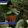 Неликвидные деревья убирают в лесу Богородского округа