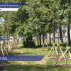 220 деревьев планируется посадить вдоль Московского шоссе в Нижнем Новгороде