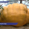 Юный агроном растит тыкву для конкурса «Битва гигантов»