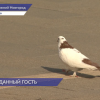 Белая голубка с рыжими пятнами несколько дней жила на Нижегородской ярмарке