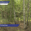 В полтора раза больше укусов клещей зафиксировано в Нижегородской области за две недели